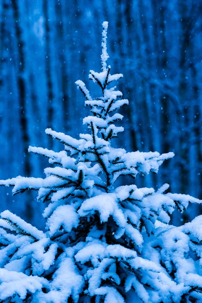 Snow covered Christmas tree against blue background