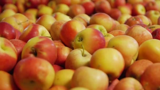 Полки с яблоками — стоковое видео