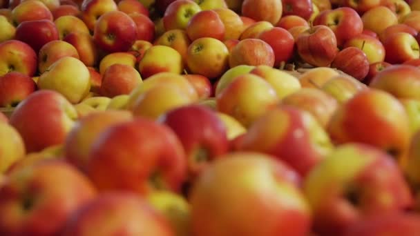Многие спелые яблоки — стоковое видео