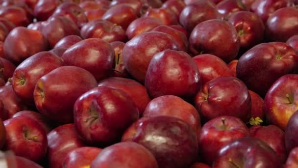 Зрелые красные яблоки — стоковое видео