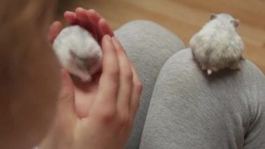 Küçük Kızdaki Evcil Hayvanlar