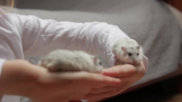 White Hamsters And Little Girl — Stock Video