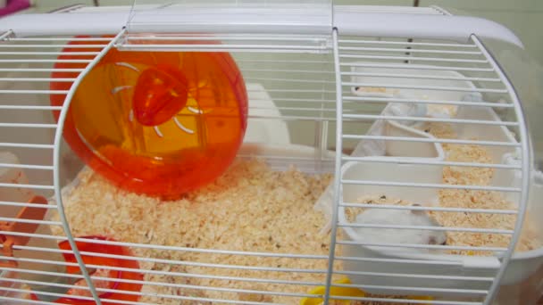 Hamsters en la jaula — Vídeos de Stock