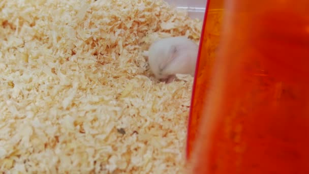 Yeni Doğmuş Hamster. — Stok video