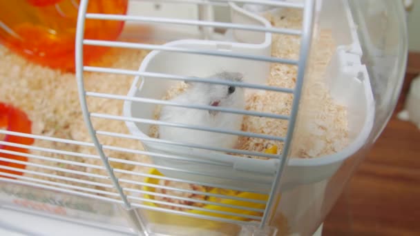 Hamsterätandet — Stockvideo