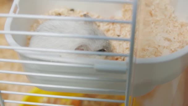 Hamsters en una jaula — Vídeos de Stock