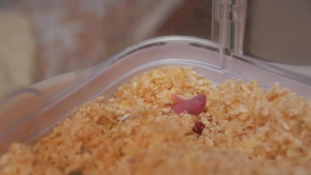 新出生的仓鼠宠物 — 图库视频影像