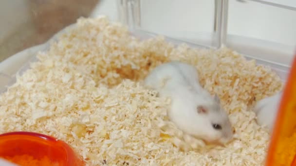 Hamster In Sawdust — Stock Video
