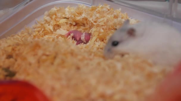 Lilla hamstern husdjur — Stockvideo