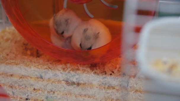 Hamster 'ların Eşi — Stok video