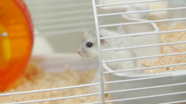 Hamster i buren — Stockvideo