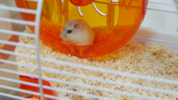 The Hamster Djungarian — Stok Video