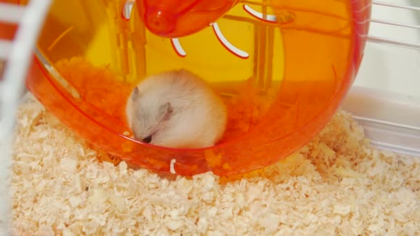 Vidéos pour Siberian mouse, Siberian mouse clips vidéo HD / 4K, footage | Depositphotos