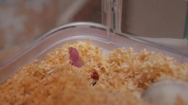 Djungarian Yeni Doğmuş Hamster