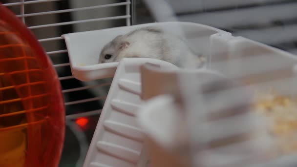 Two Hamsters ใน A กรง — วีดีโอสต็อก
