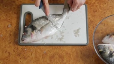 Pul Temizleme Balığı