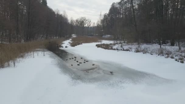 Patos Lago congelado — Vídeos de Stock