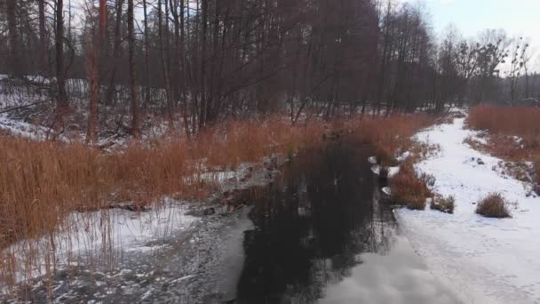 被冻死的池塘里的鸭子 — 图库视频影像