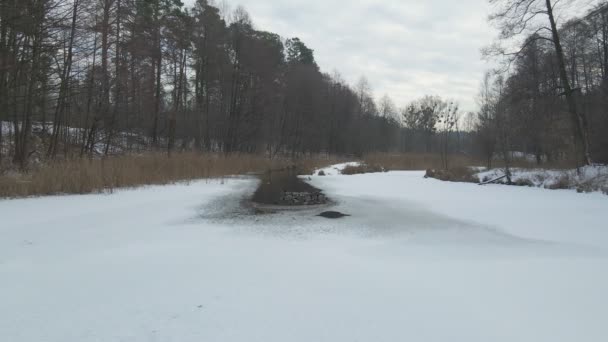 Lago congelado con patos — Vídeos de Stock