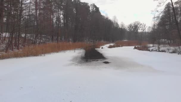 Patos en el bosque de invierno — Vídeos de Stock