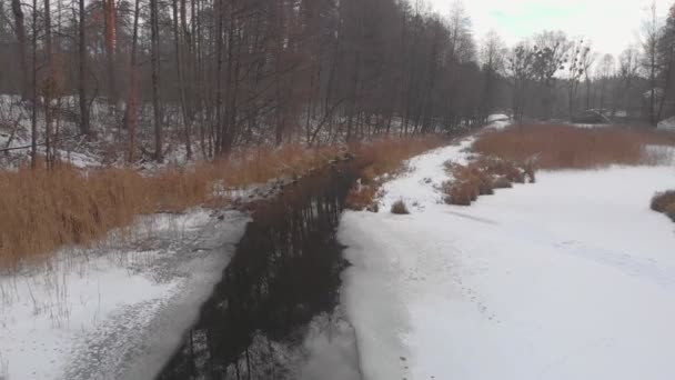 Eenden in het winterbos — Stockvideo