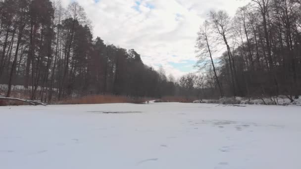 Gefrorener Teich im Wald — Stockvideo