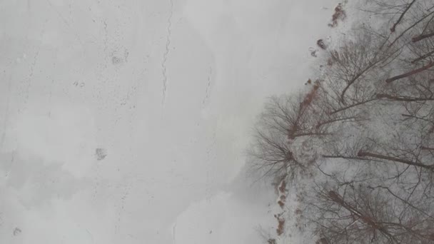 Замерзшая река и деревья — стоковое видео