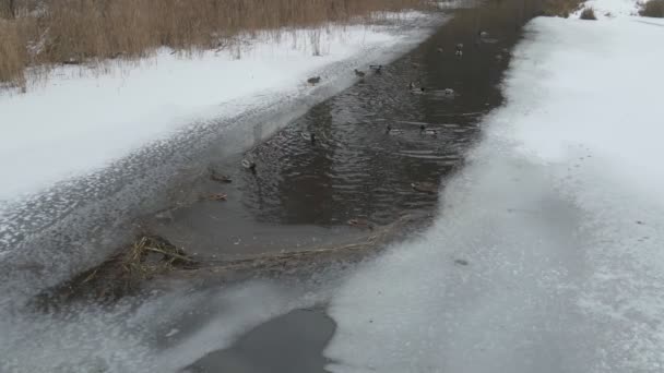 Lago congelado con patos nadar — Vídeo de stock