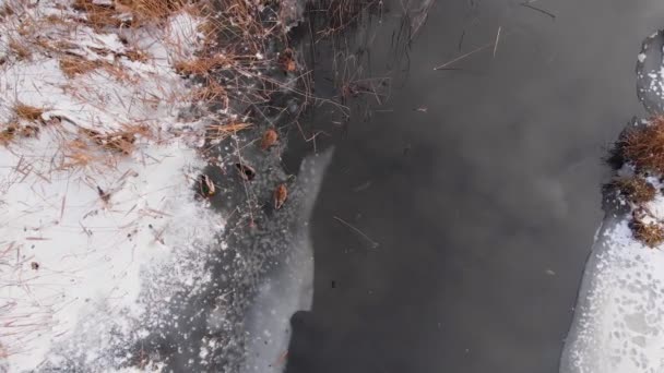 Bevroren vijvereenden Luchtfoto — Stockvideo