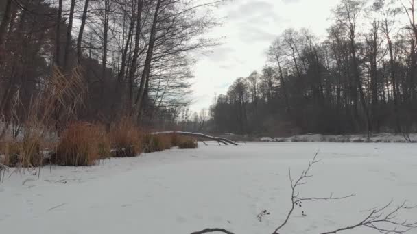 Stagno congelato nella foresta — Video Stock