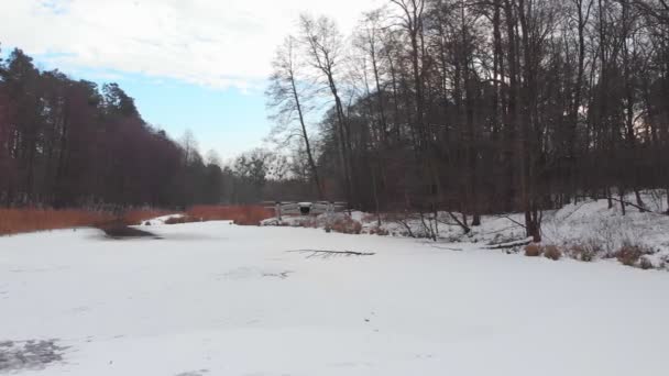 Drone voa na floresta de inverno — Vídeo de Stock