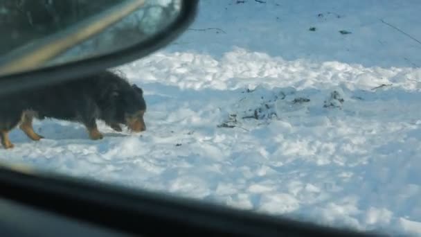 Cane sulla neve — Video Stock