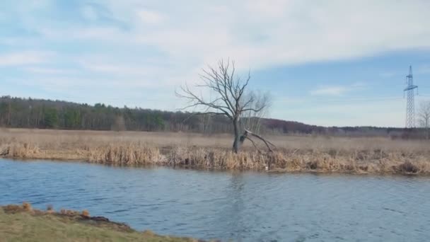 河流与干枯树 — 图库视频影像