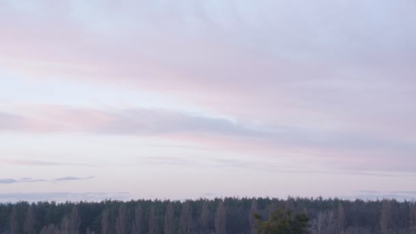 Dusk Sky And Forest — Stock Video