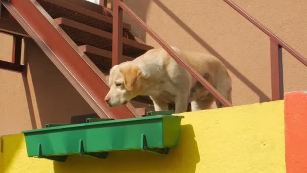Perro en el patio trasero — Vídeos de Stock
