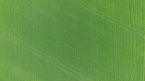 Blick von oben auf die grüne Wiese — Stockvideo