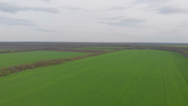 Зеленая поляна — стоковое видео