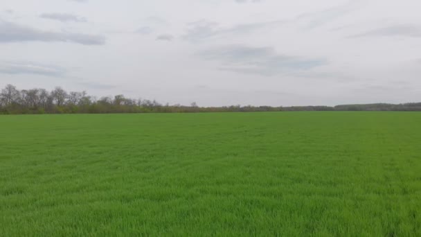 Jordbruk Grönt fält — Stockvideo