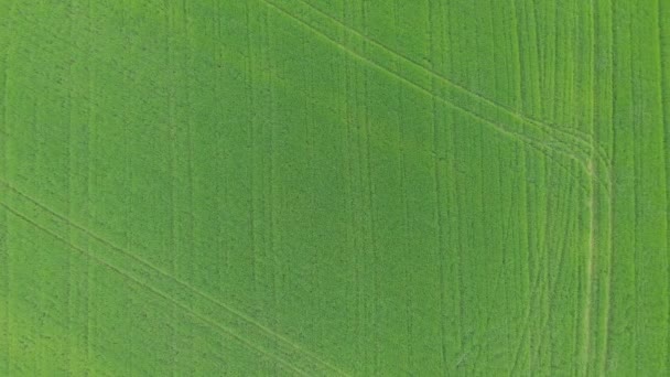 Green Field Top View Railroad — Stockvideo