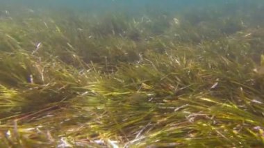 Balıklar su altında yer.