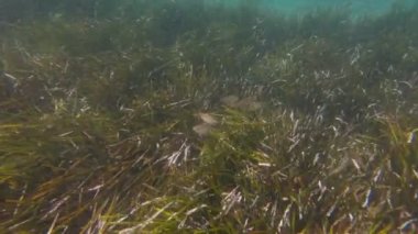 Yosun Balık Sürüsü