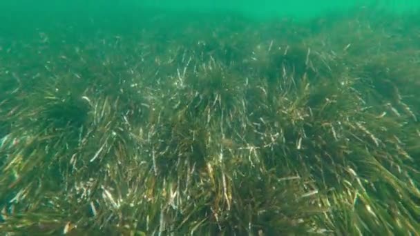 Mergulho Fish Seaweed — Vídeo de Stock