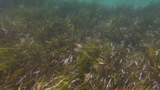 Alghe Pesce gregge — Video Stock
