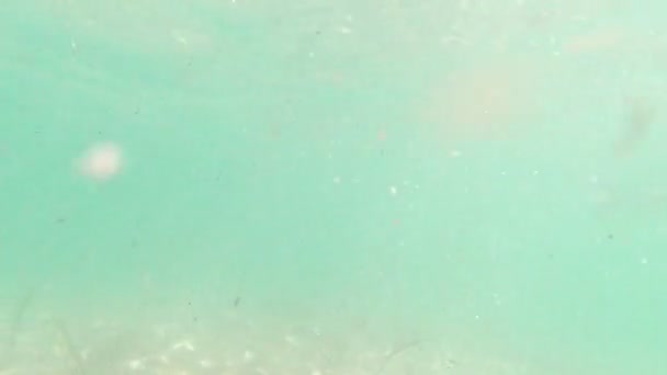 Beskidte hav alger – Stock-video