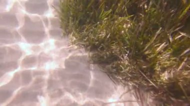 Zıpkınla balık tutmak Sualtı Balığı