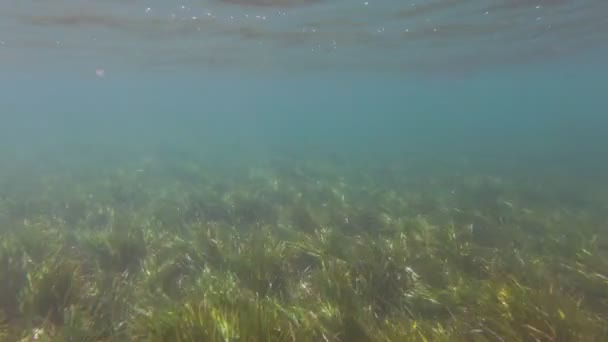 Рыбы водорослей под водой — стоковое видео