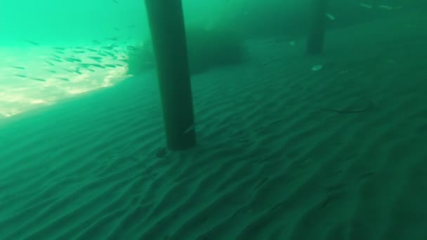 Fish Pier Underwater — Stockvideo