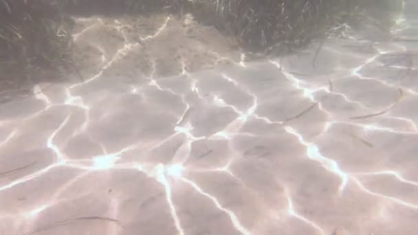 Рибні підводні відбиття сонця — стокове відео