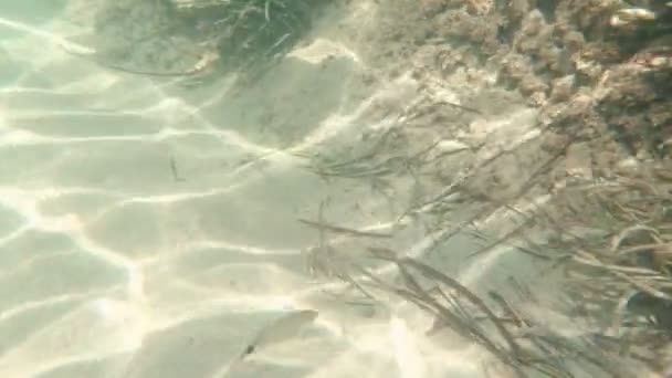 Il pesce nuota nell'alga marina — Video Stock
