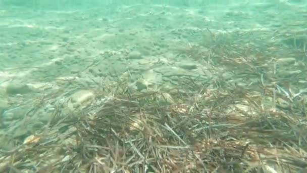 Морские донные камни и водоросли — стоковое видео